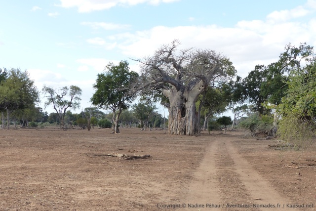Gonarezhou est réputé pour ses baobabs