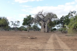 Gonarezhou est réputé pour ses baobabs