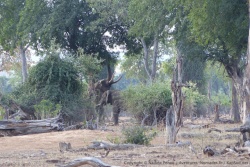 Faute d'herbe, les pachydermes s'attaquent aux feuillages