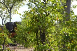 Dans la forêt de mopane, nous jouons à cache cache avec les éléphants