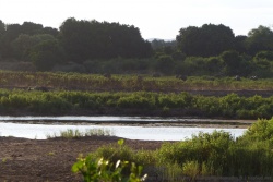 Les berges marécageuses hébergent des plantes aquatiques dont les éléphants rafolent