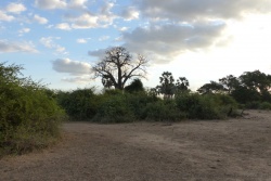 Baobab, palmiers et arbustes buissonants, le coktail gagnant de la végétation ambiante