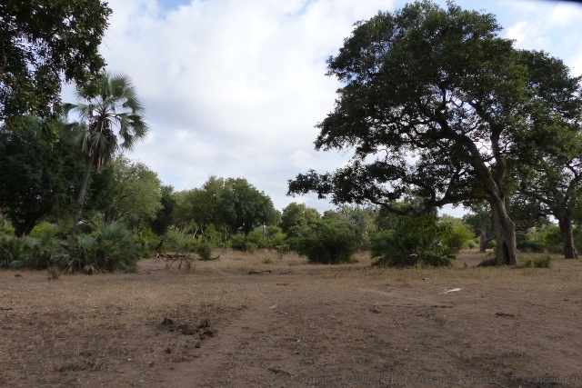 La diversité des arbres est assez impressionnante