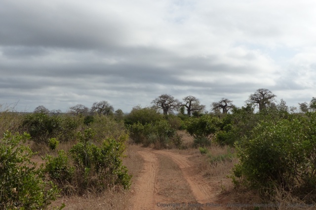 C'est toujours avec un grand bonheur de pouvoir admirer autant de baobabs