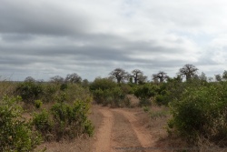 C'est toujours avec un grand bonheur de pouvoir admirer autant de baobabs