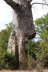 Combien de temps ce baobab va encore pouvoir résister aux attaques des éléphants ?
