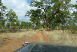La piste traverse d'agréables paysages de forêt sèche