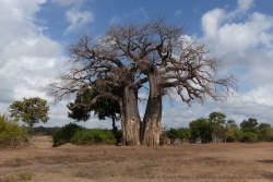 Babobab jumeaux