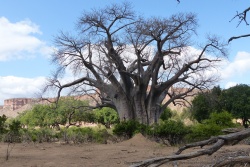 Gonarezhou collectionne les baobabs sous toutes les formes