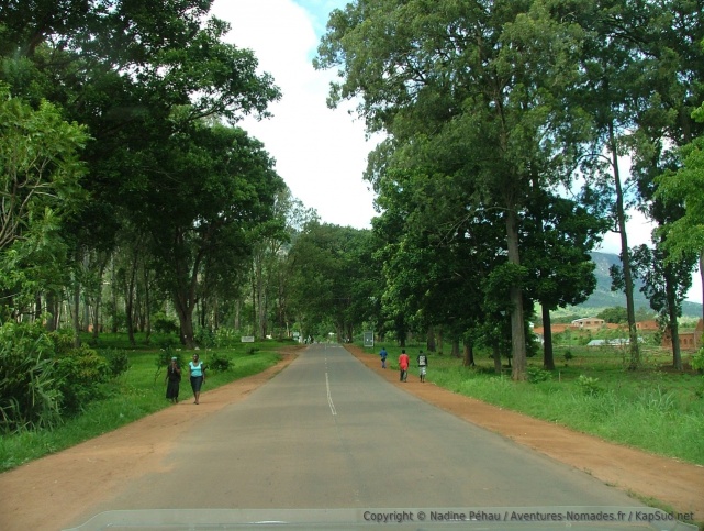 La route menant au Zomba Plateau est bordée d'arbres majestueux