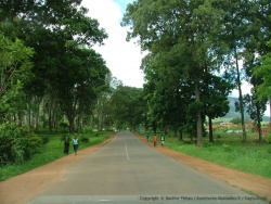 La route menant au Zomba Plateau est bordée d'arbres majestueux