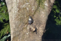 Un singe Samango se réchauffe aux premiers rayons du soleil