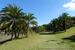 Ici, ce sont de beaux palmiers qui bordent les parcours de golf