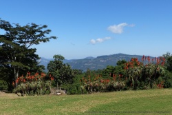 Les aloes en fleur illuminent les paysages avec leurs couleurs enflammées
