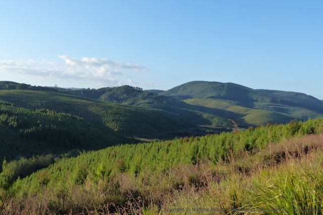 A notre grande surprise, la majorité des montagnes est consacrée à l'exploitation forestière