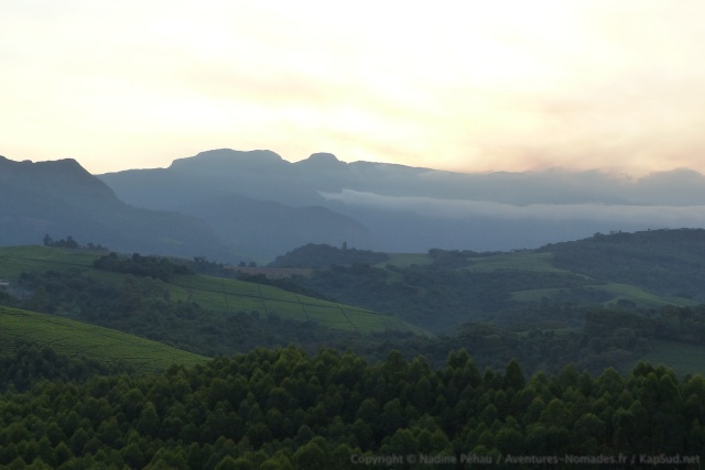 En s'élevant dans les montagnes, nous atteignons les plantations de thé