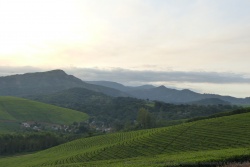 Les plantations de thé sont sans conteste les cultures les plus graphiques