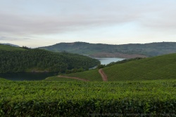 Tout tourne autour du thé, même ce lac de barrage