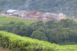 La fabrique à thé