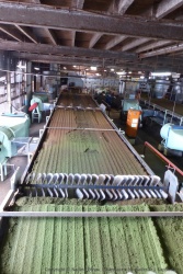 Le changement de couleur est dû à l'oxydation des feuilles de thé