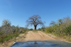 Ce superbe baobab a été heureusement épargné lors de la construction de la piste