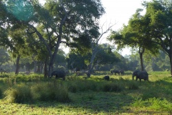 Des clairières arborées avec des éléphants c'est de suite plus sympa