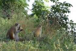 A Mana Pools, les singes sont très chapardeurs, même les canettes de boissons sucrées ne sont pas à l'abri