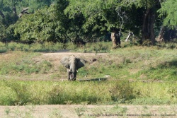 Un superbe éléphant déambule tout près de notre camping
