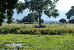 Un superbe éléphant dans de majestueux décors, que demander de plus