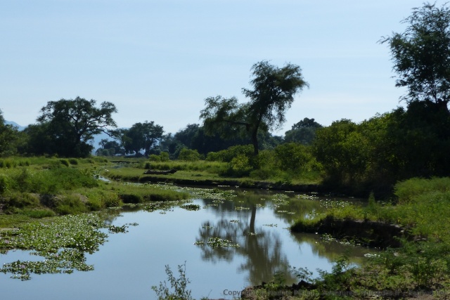 Un peu comme à South Luangwa, des bras du fleuve forment des sortes de lagons