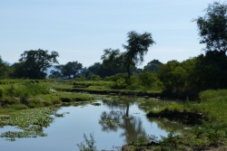 Un peu comme à South Luangwa, des bras du fleuve forment des sortes de lagons