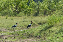 Les elégants jabiru sont à la fête