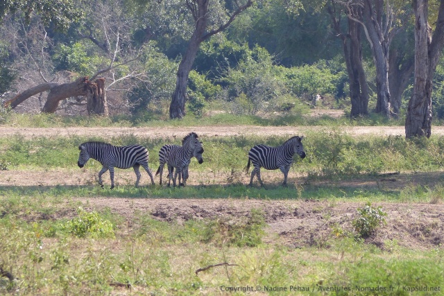 Quelques zèbres dans des clairières bien différentes de la savane
