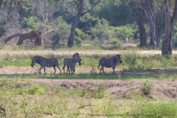 Quelques zèbres dans des clairières bien différentes de la savane