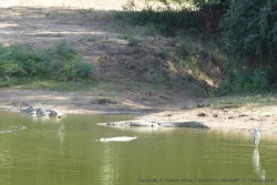 Des crocodiles à profusion