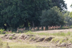 Les impalas sont venus boire en groupe