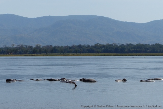 Les hippos snt bien les rois du fleuve