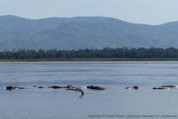 Les hippos snt bien les rois du fleuve