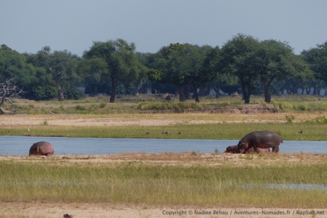 Des bancs de sable herbeux motvent les hippos à sortir de l'eau 