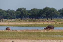 Des bancs de sable herbeux motvent les hippos à sortir de l'eau 