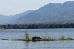 Un gros hippo sur son petit îlot