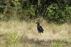 Le calao terrestre, le plus gros des calaos