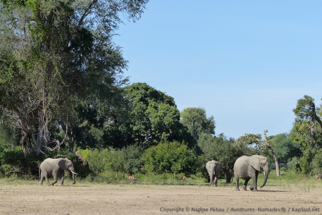 Une famille d'éléphants, moins nombreux qu'on espérait