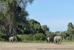Une famille d'éléphants, moins nombreux qu'on espérait