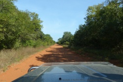 La piste pour Chitake fend le bush