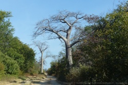 Ce coup-ci c'est un baobab de chaque côté de la piste