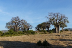 De majestueux baobabs dominent la colline