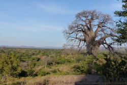 En haut la forêt de baobabs, en bas, le bush épais et dense