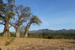 Les paysages sont radicalement différents des rives du Zambèze
