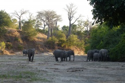 Les éléphants creusent les lits asséchés de rivière pour trouver de l'eau
